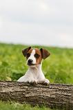 JACK RUSSEL 196